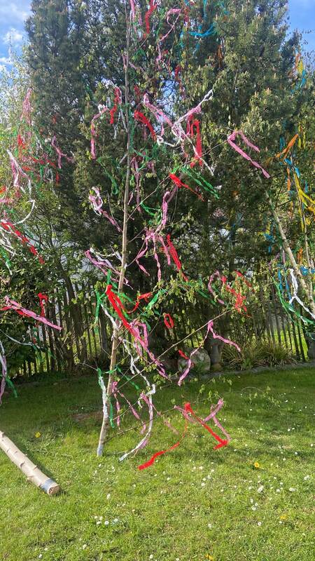 Aufgestellter Maibaum mit bunten Bändern
