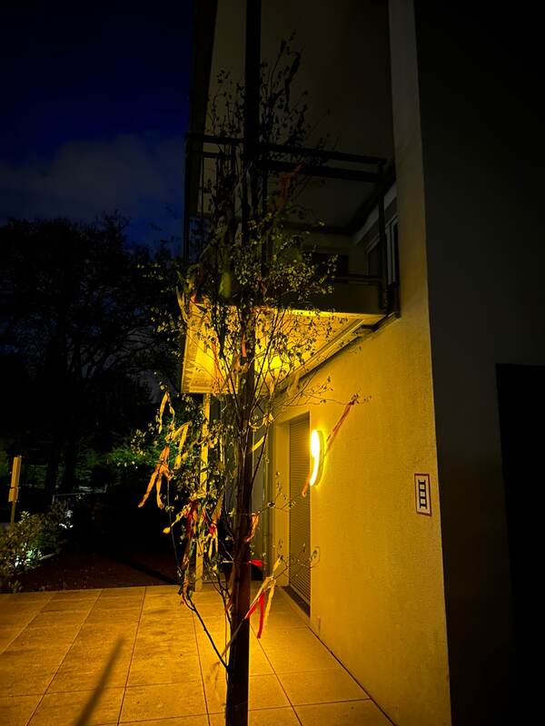 Frisch geschlagene Birke als Maibaum